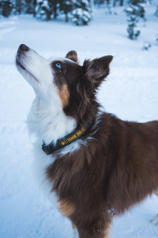 Tahoe Dog Co. Collar