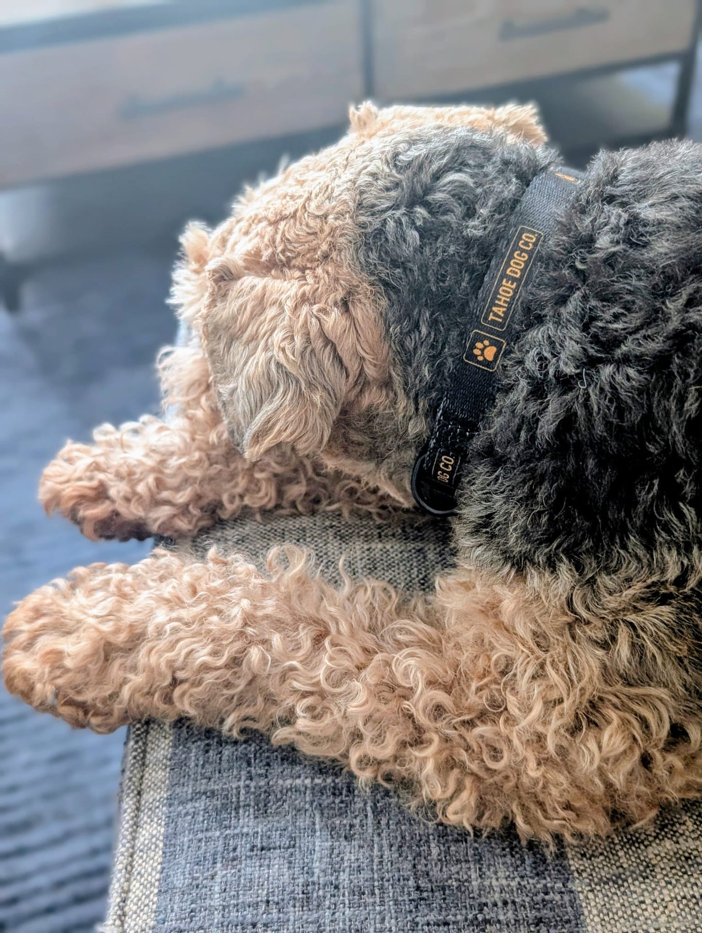 Tahoe Dog Co. Collar