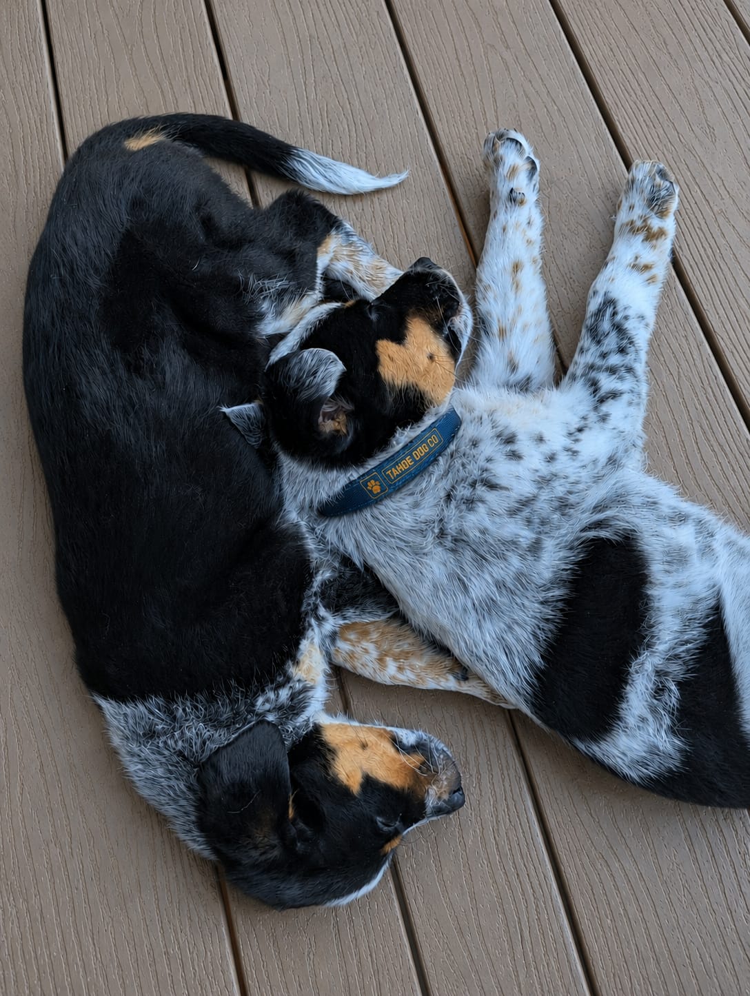 "The Classic" Dog Collar