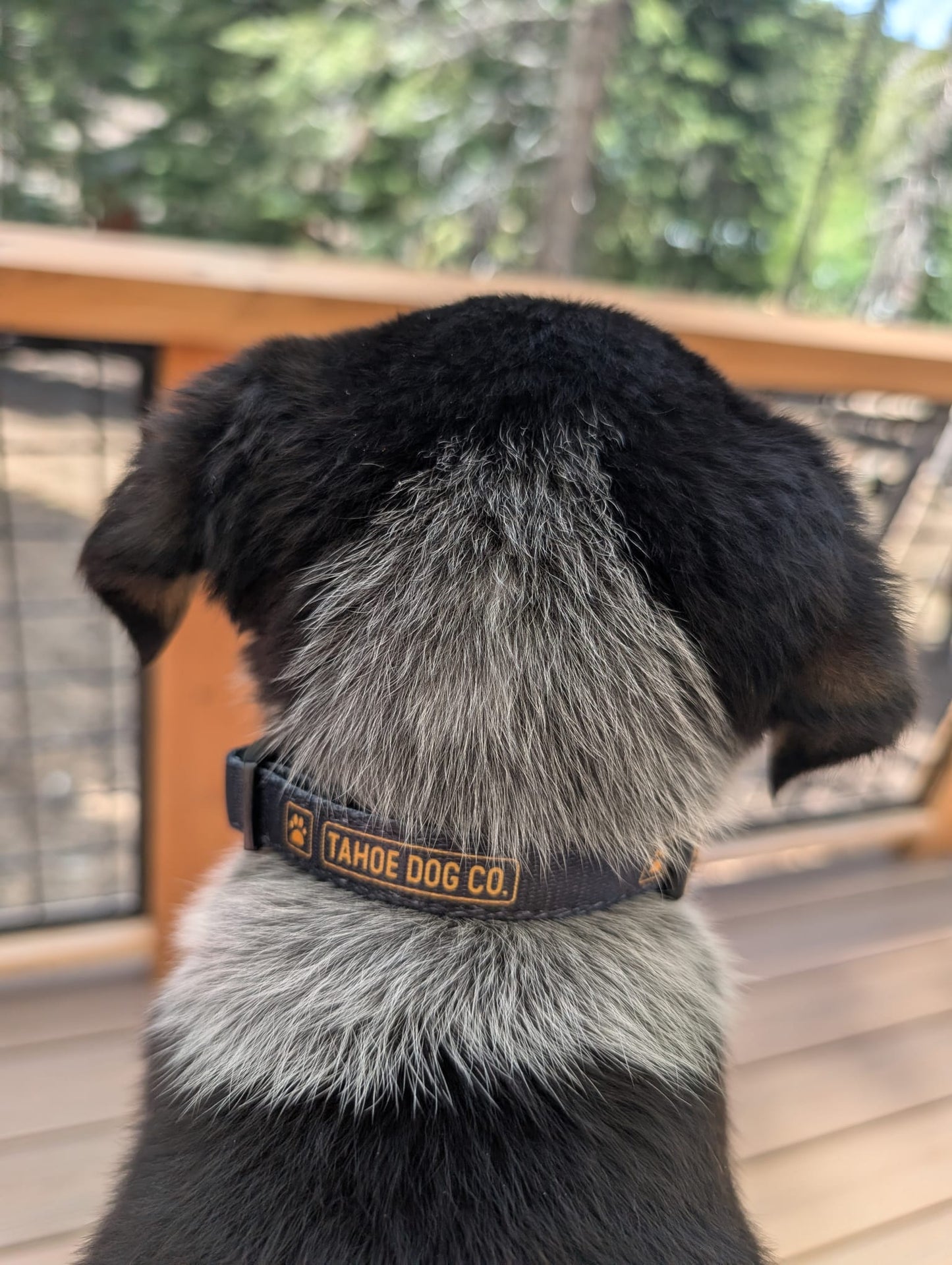 "The Classic" Dog Collar