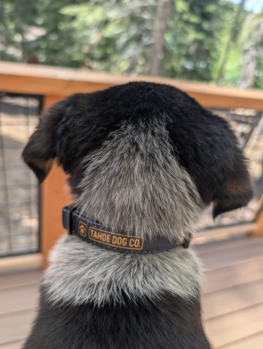 "Gotcha Day" Puppy Collar