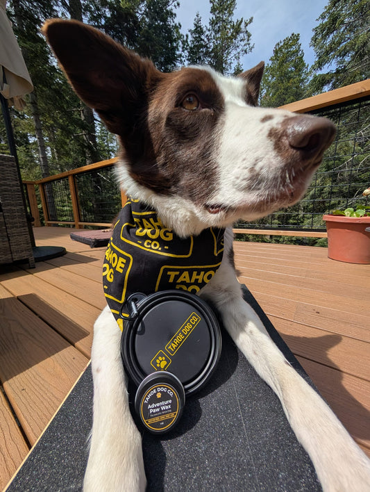 Trail Essentials BUNDLE: bandanna, collapsible bowl, and paw wax