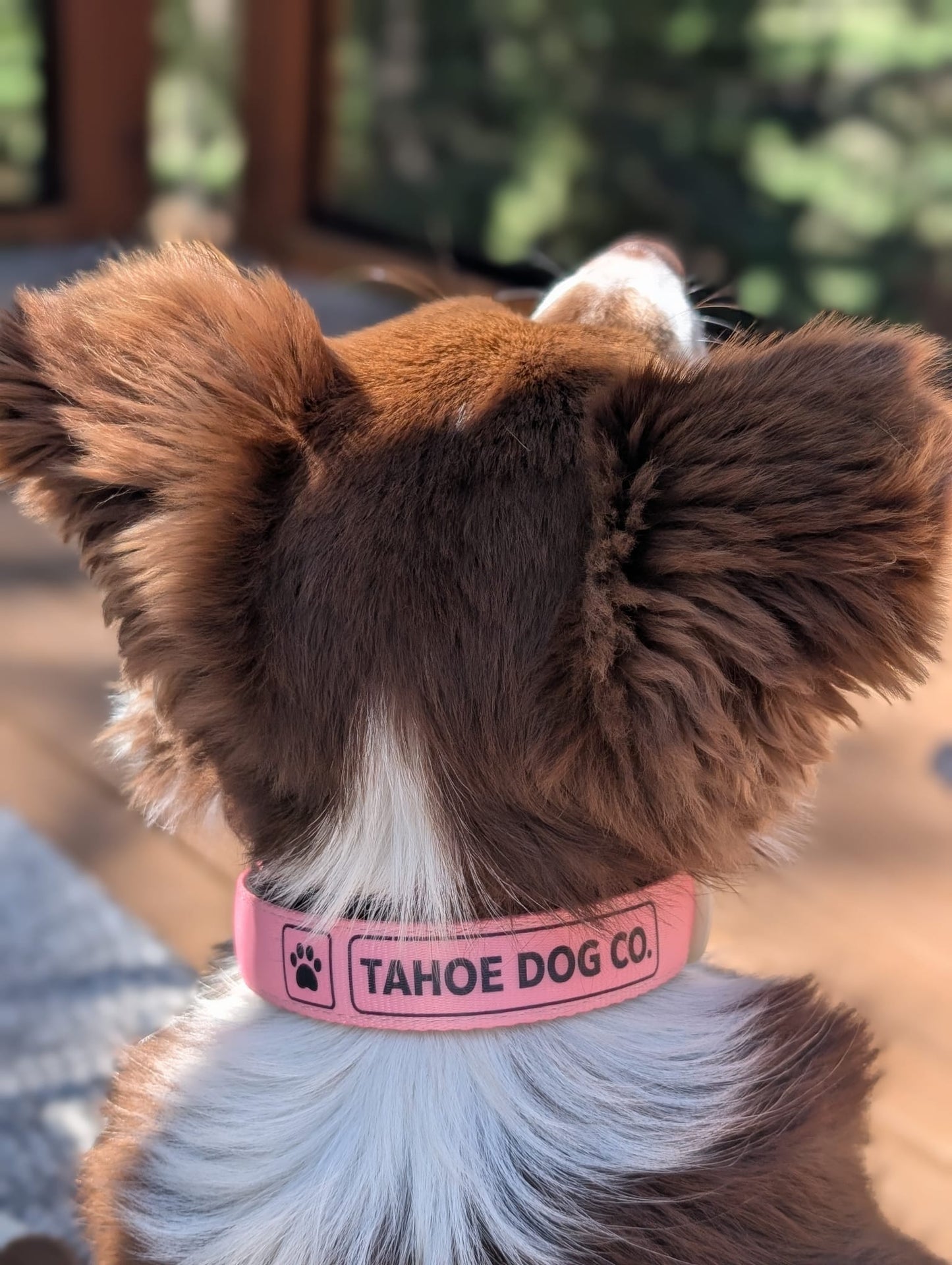 Everyday Dog Collar - "Alpenglow Pink"