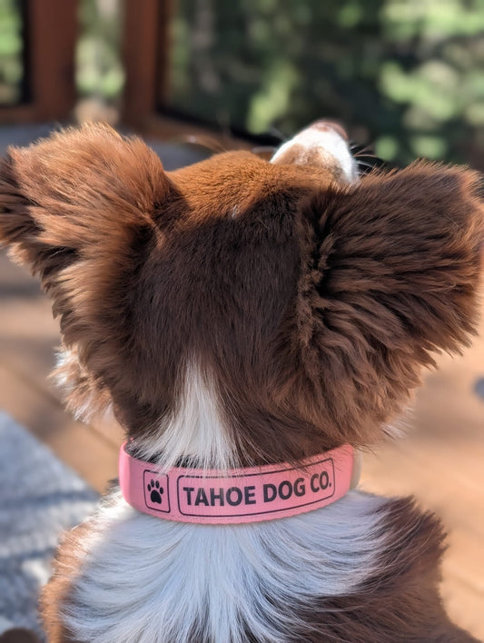 Everyday Dog Collar - "Alpenglow Pink"