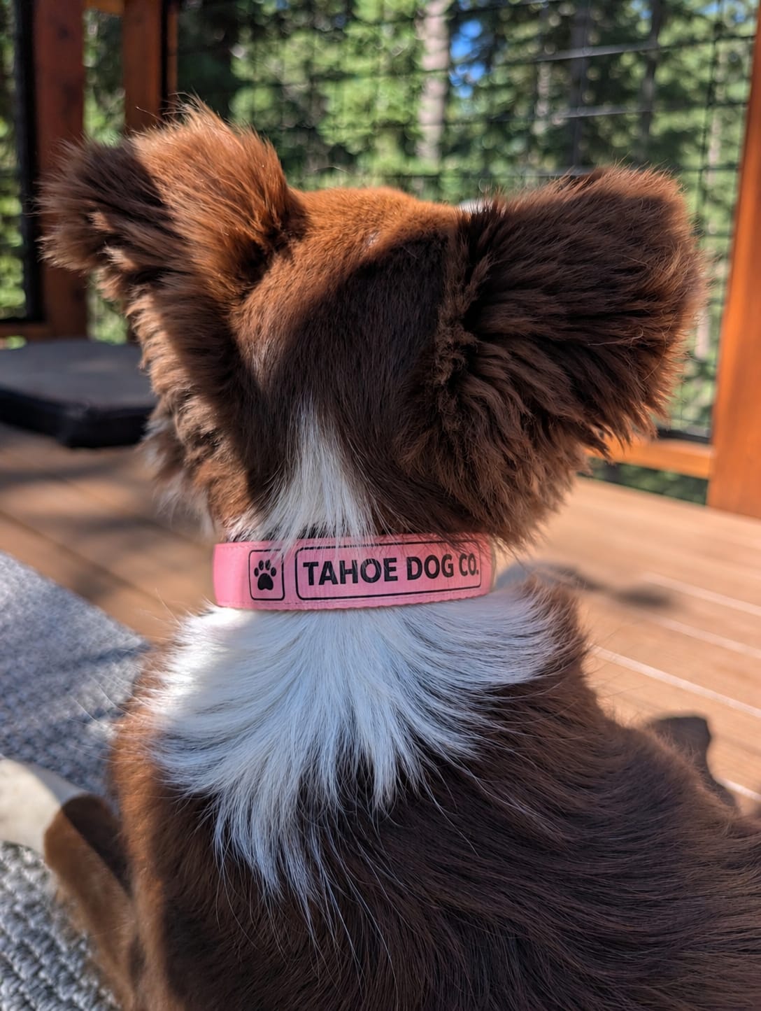 Everyday Dog Collar - "Alpenglow Pink"