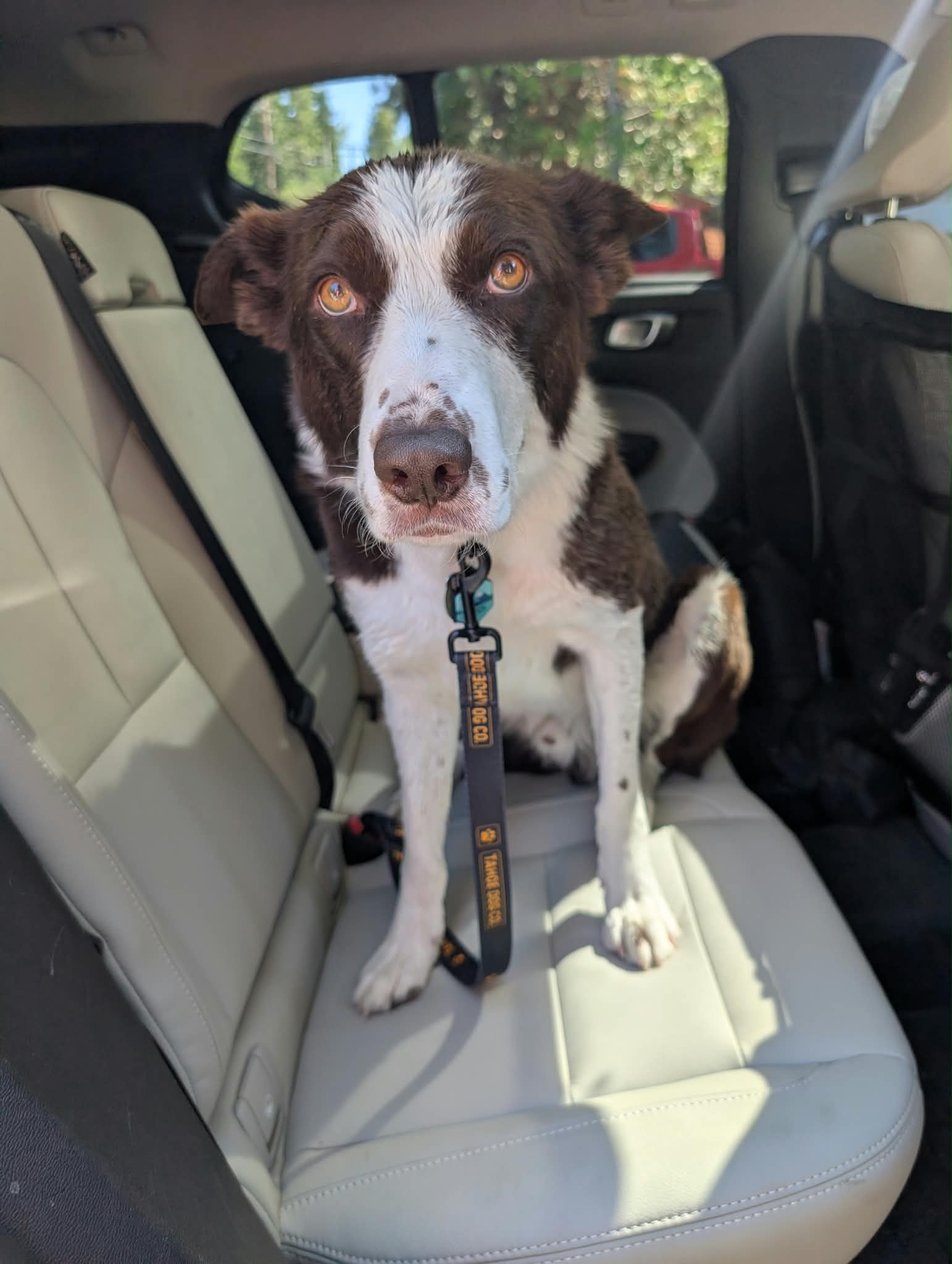 Tahoe Cruiser dog seat belt leash attached to a dog in a car