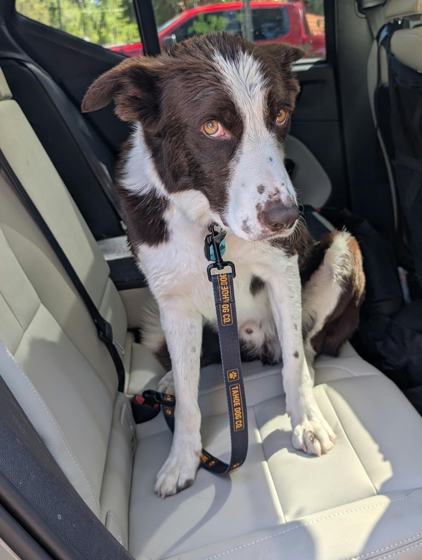 Tahoe Cruiser – Dog Seat Belt Leash