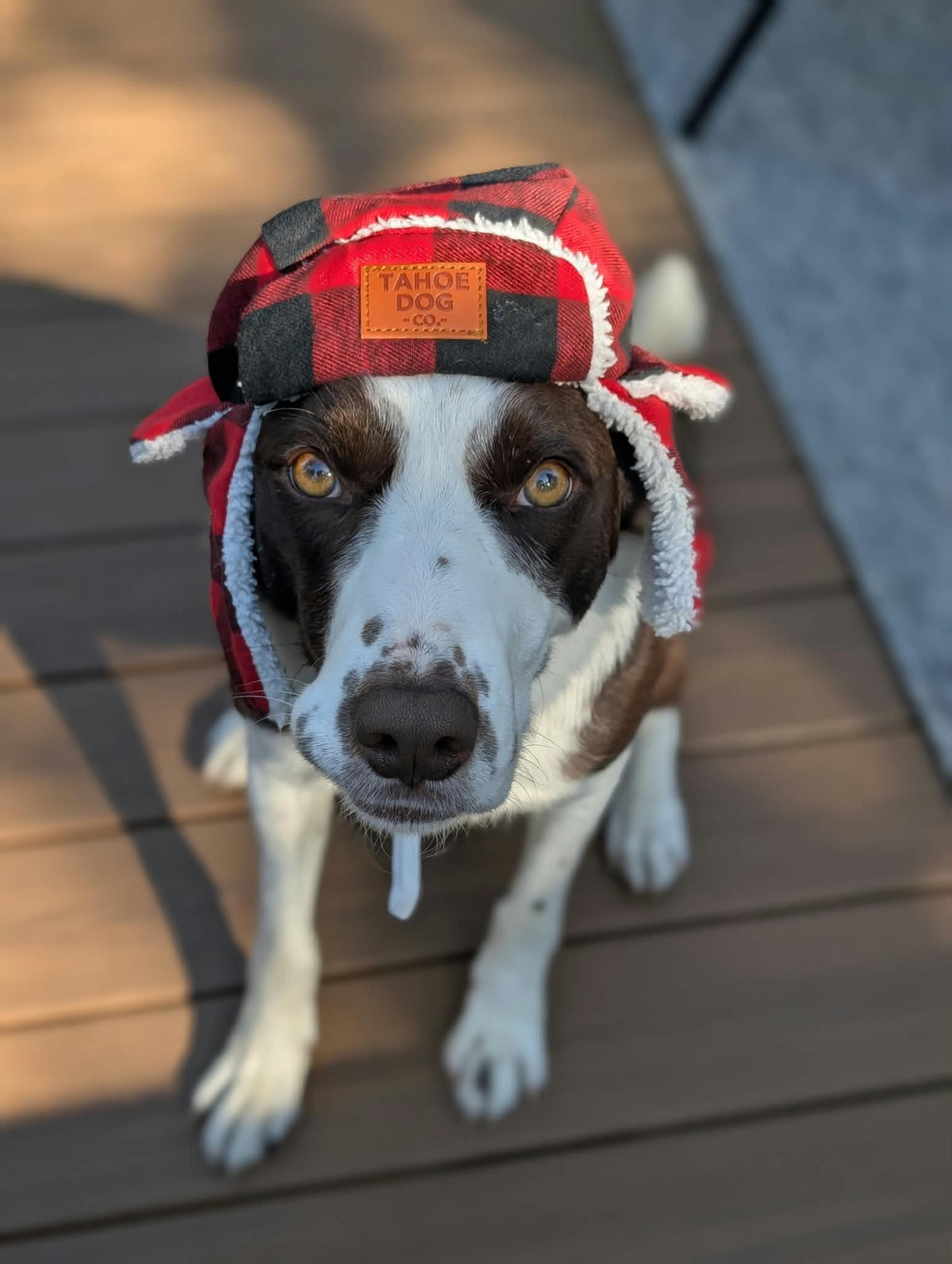 Dog Trapper Hat