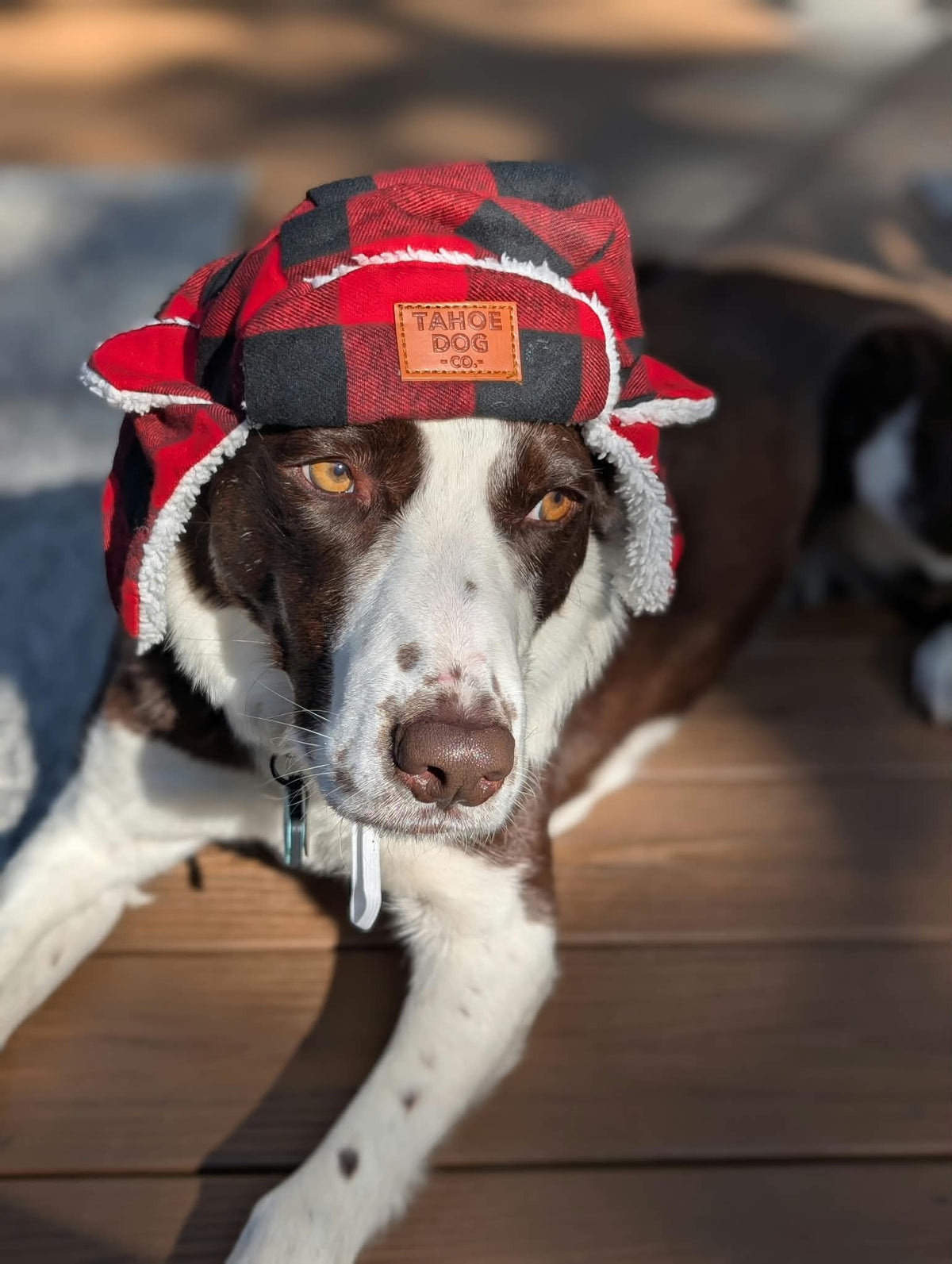 Dog Trapper Hat