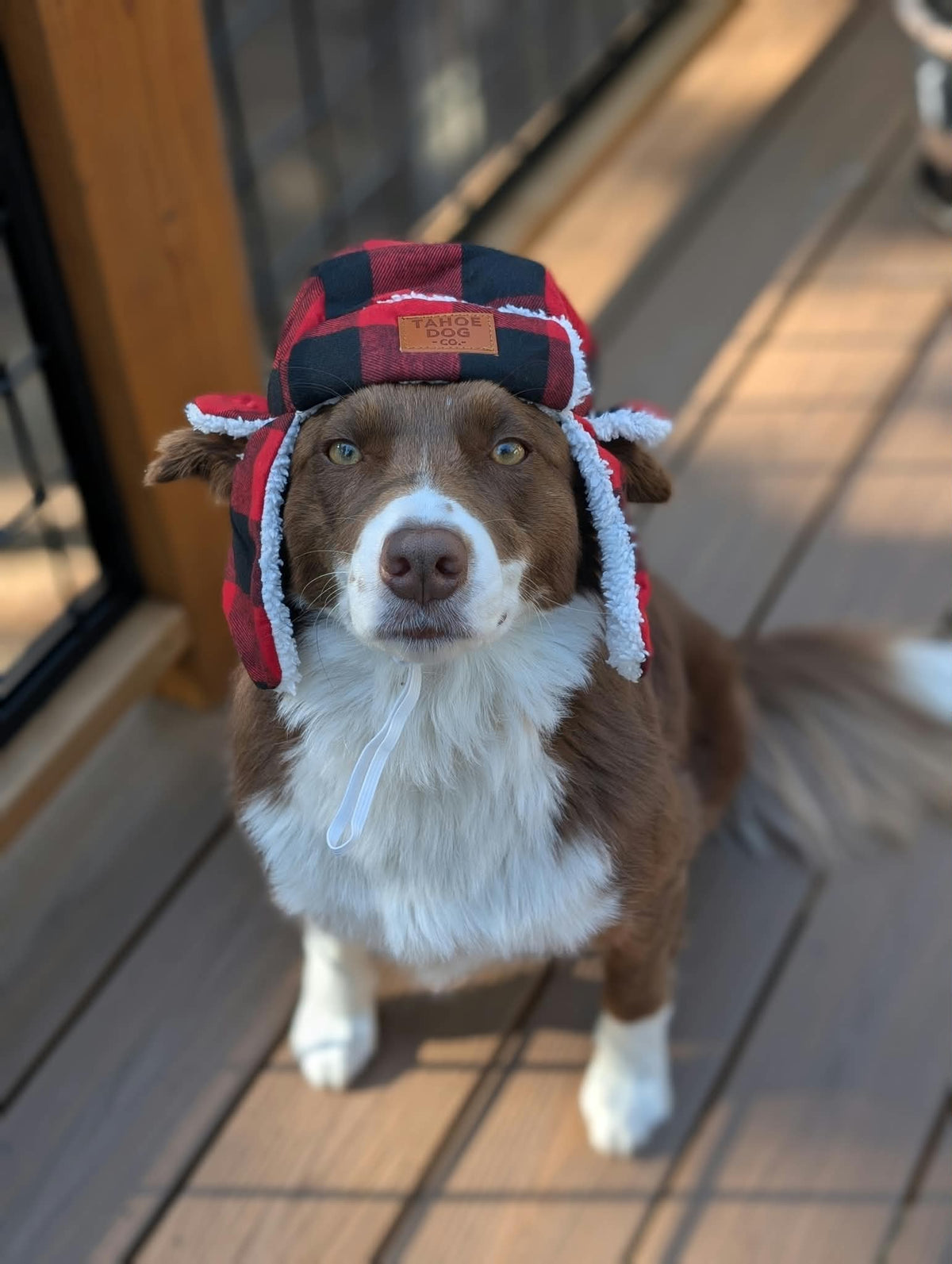 Dog Trapper Hat
