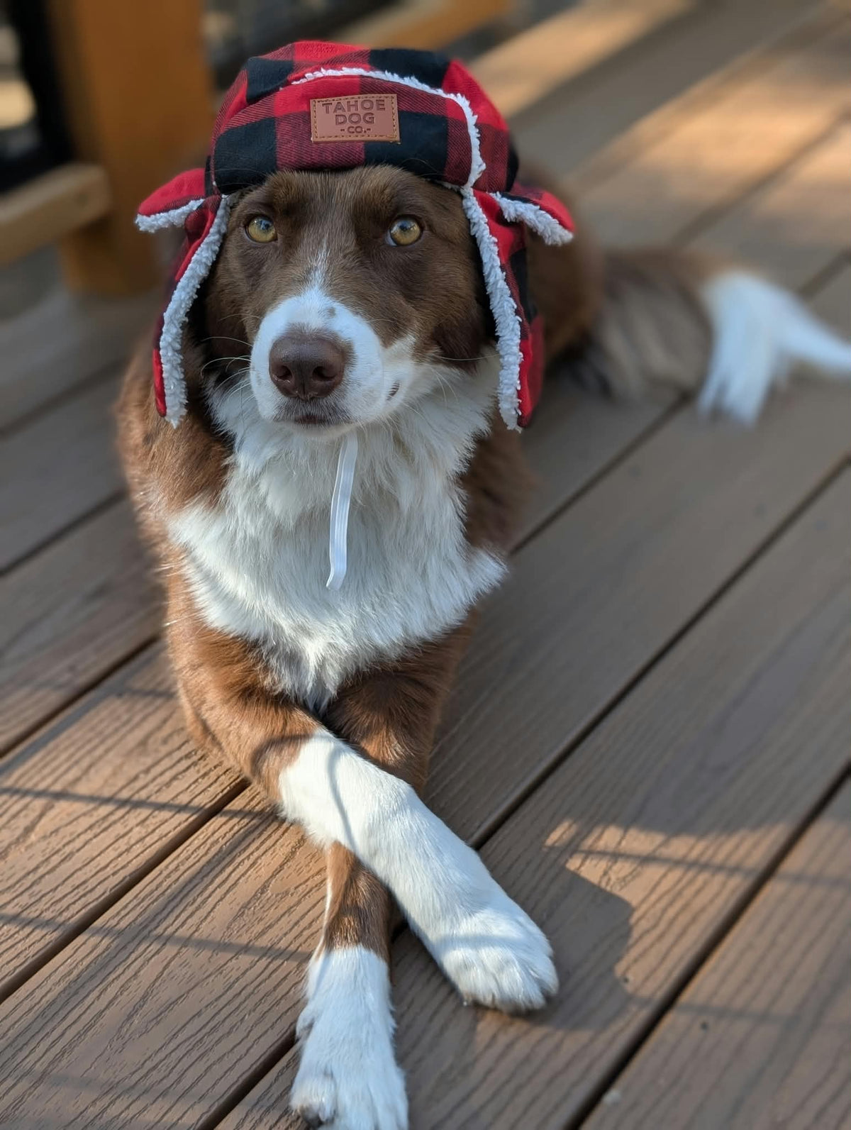 Dog Trapper Hat