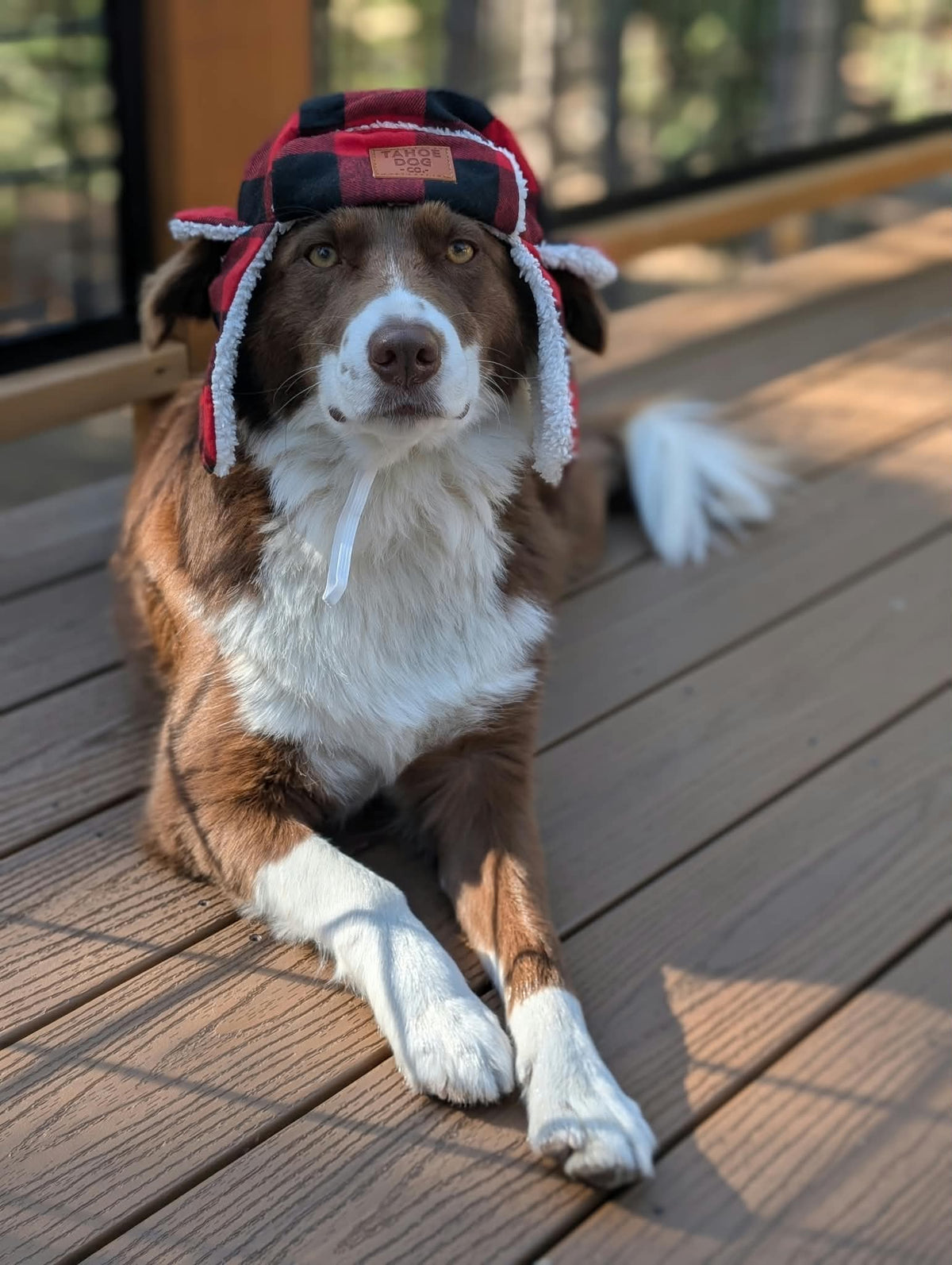 Dog Trapper Hat