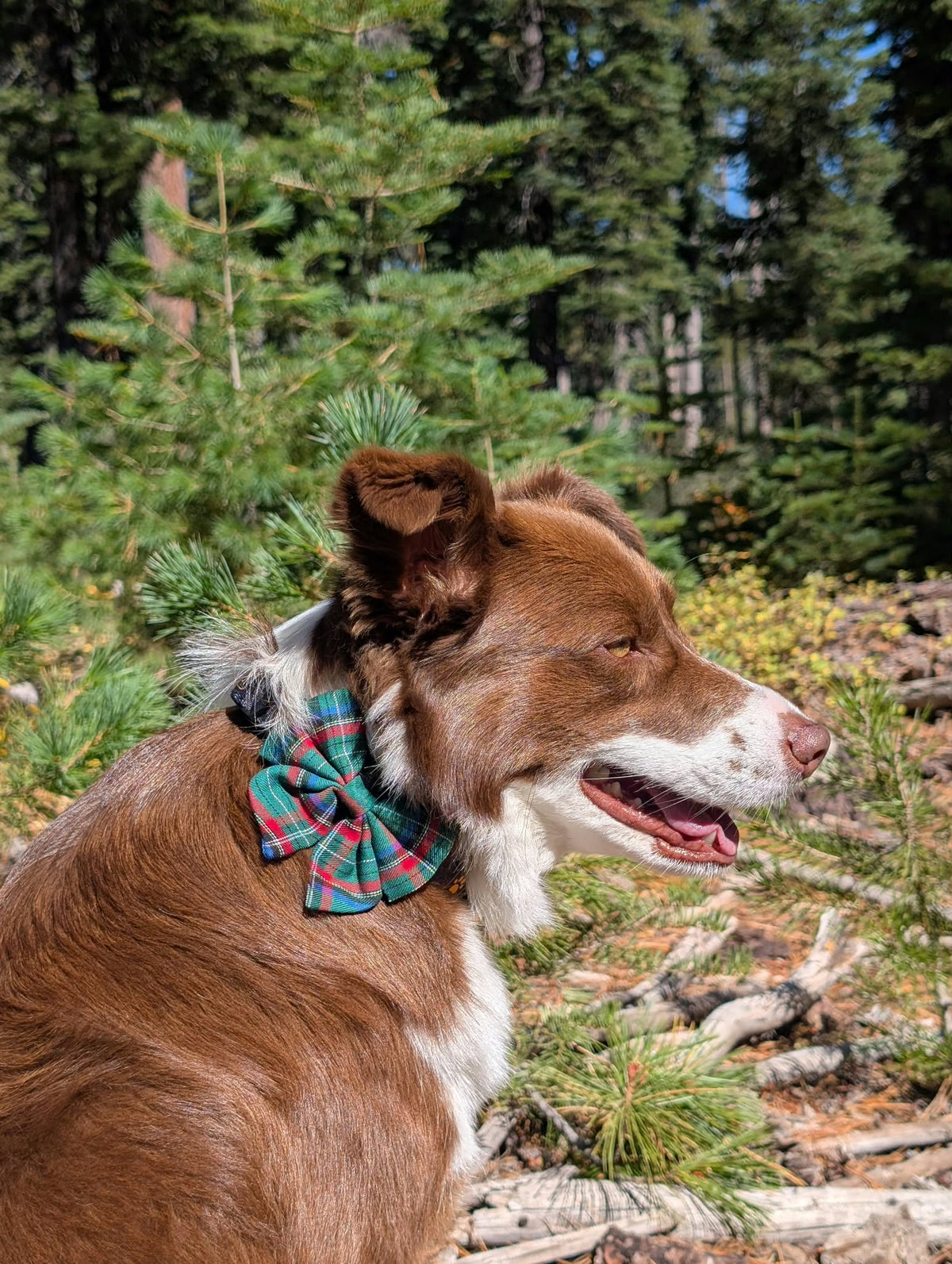 Tahoe Holiday Gifting Bundle