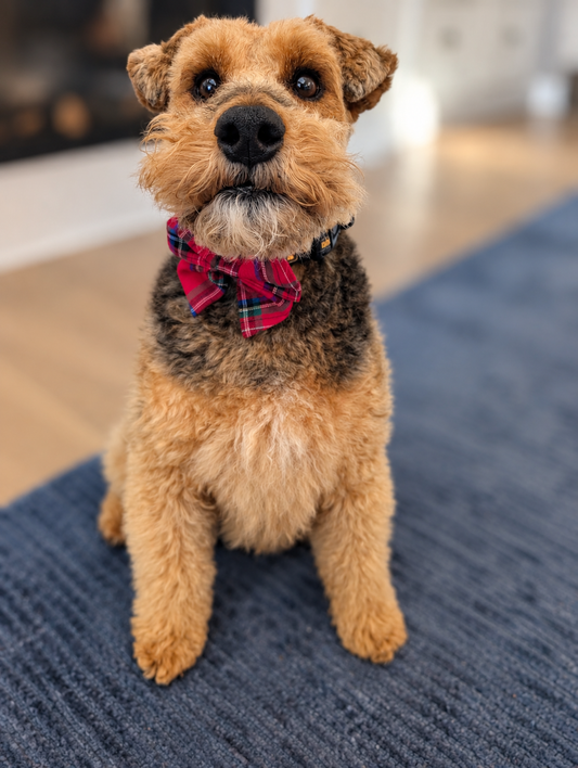 Holiday Dog Bows & Bow Ties