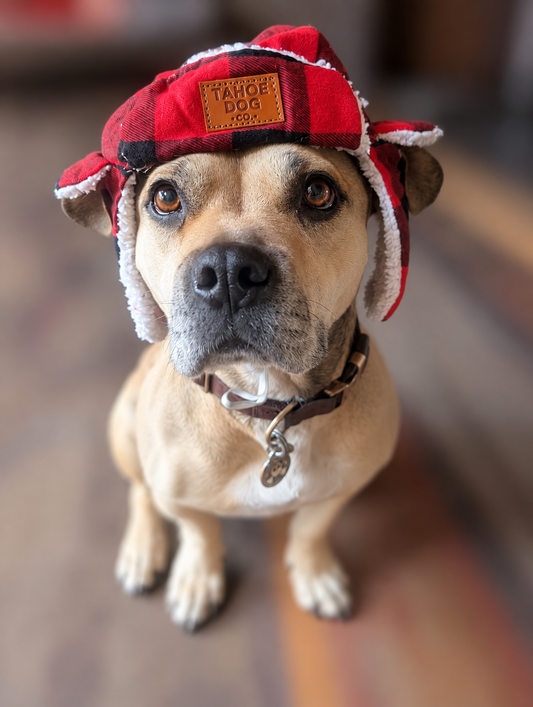 Dog Trapper Hat