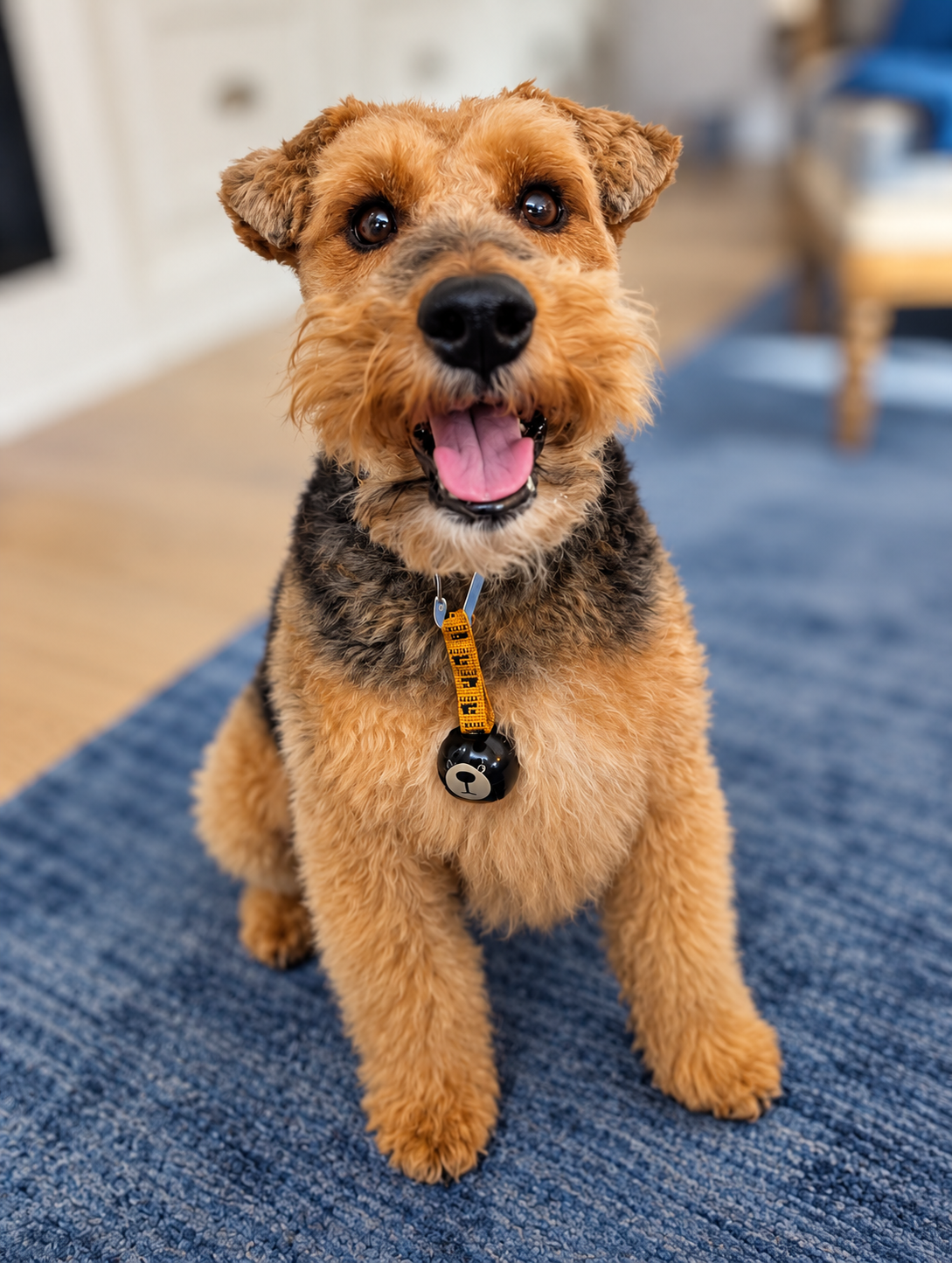 Tan and black terrier sitting on a blue rug with a black trail bell hanging from a yellow strap on its collar


