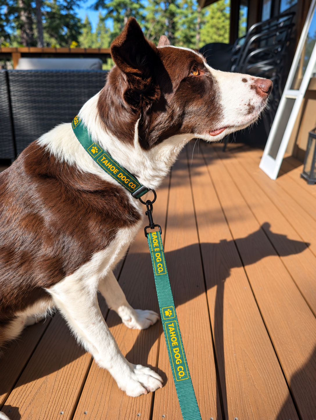 Everyday Dog Collar – Green