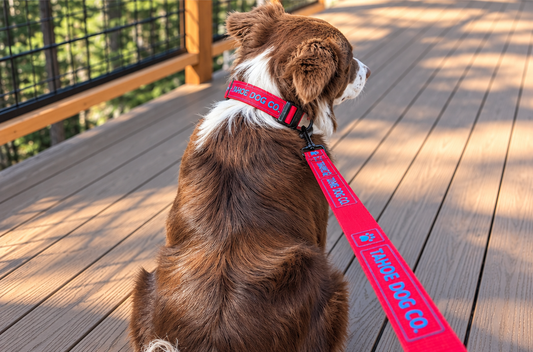 Everyday Dog Leash