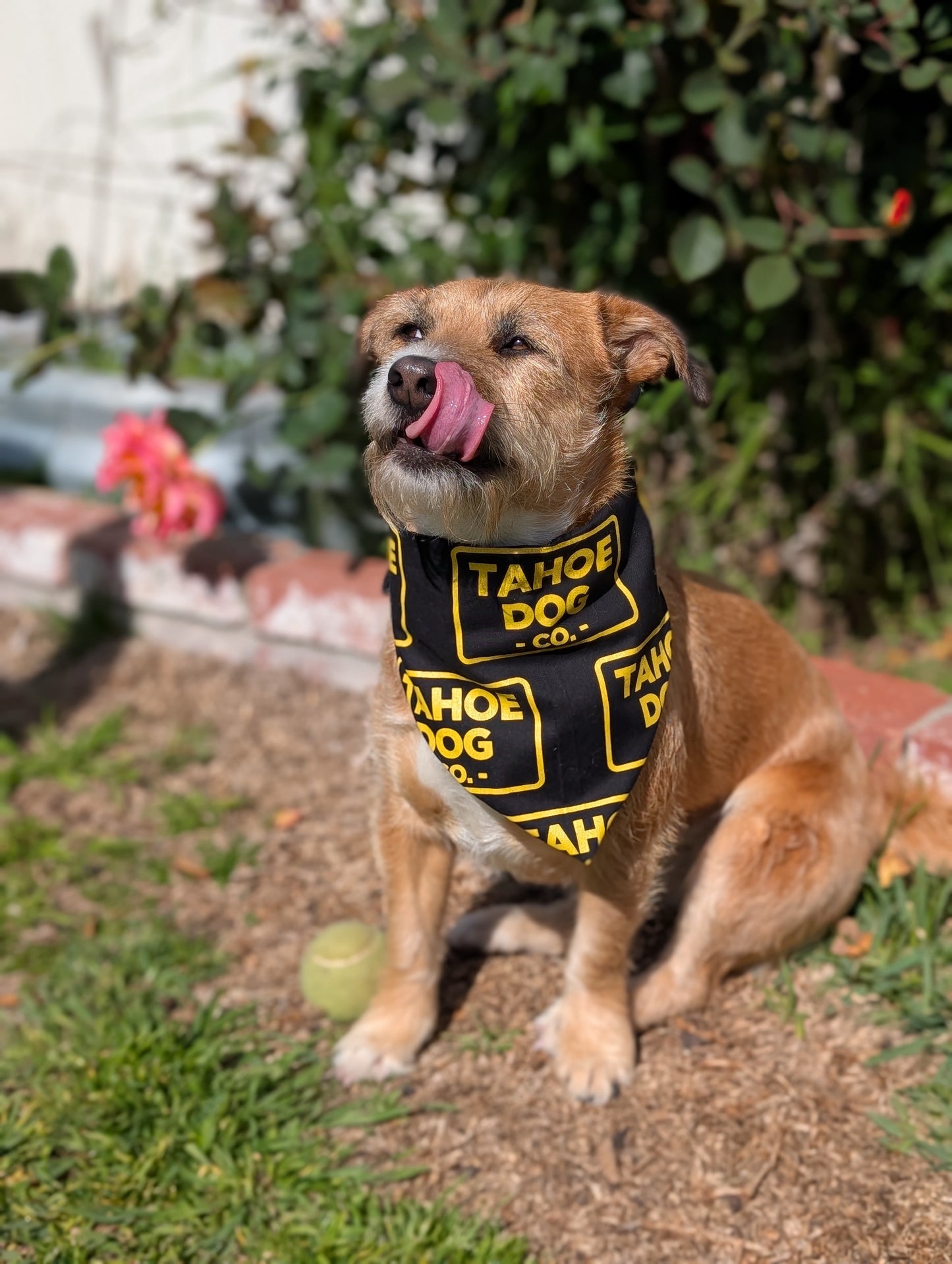 Tahoe Dog Co. Bandanna - for dogs & humans
