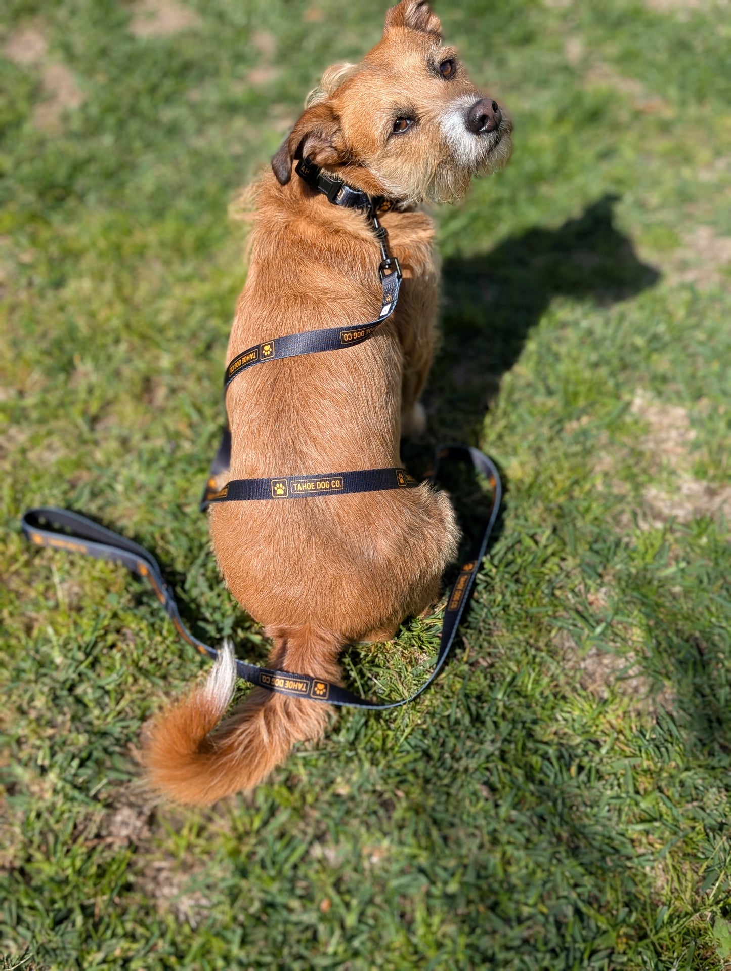 "The Classic" Dog Leash