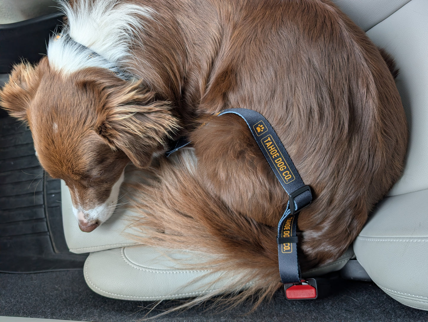 "The Seatbelt" Dog Car Leash