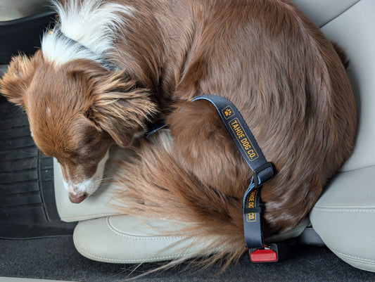 "The Seatbelt" Dog Car Leash