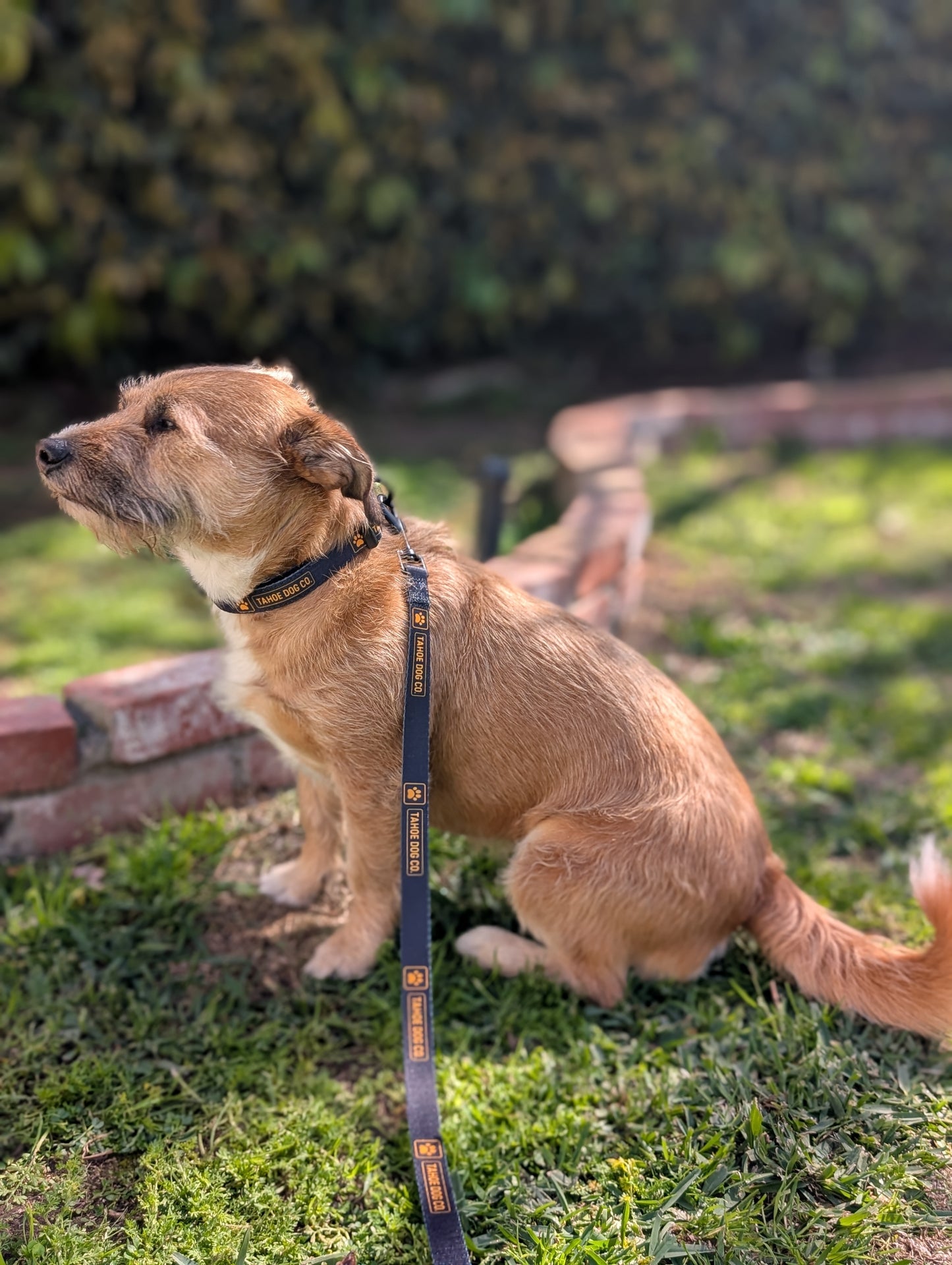 Tahoe Dog Co. Collar (in S, M, and L)