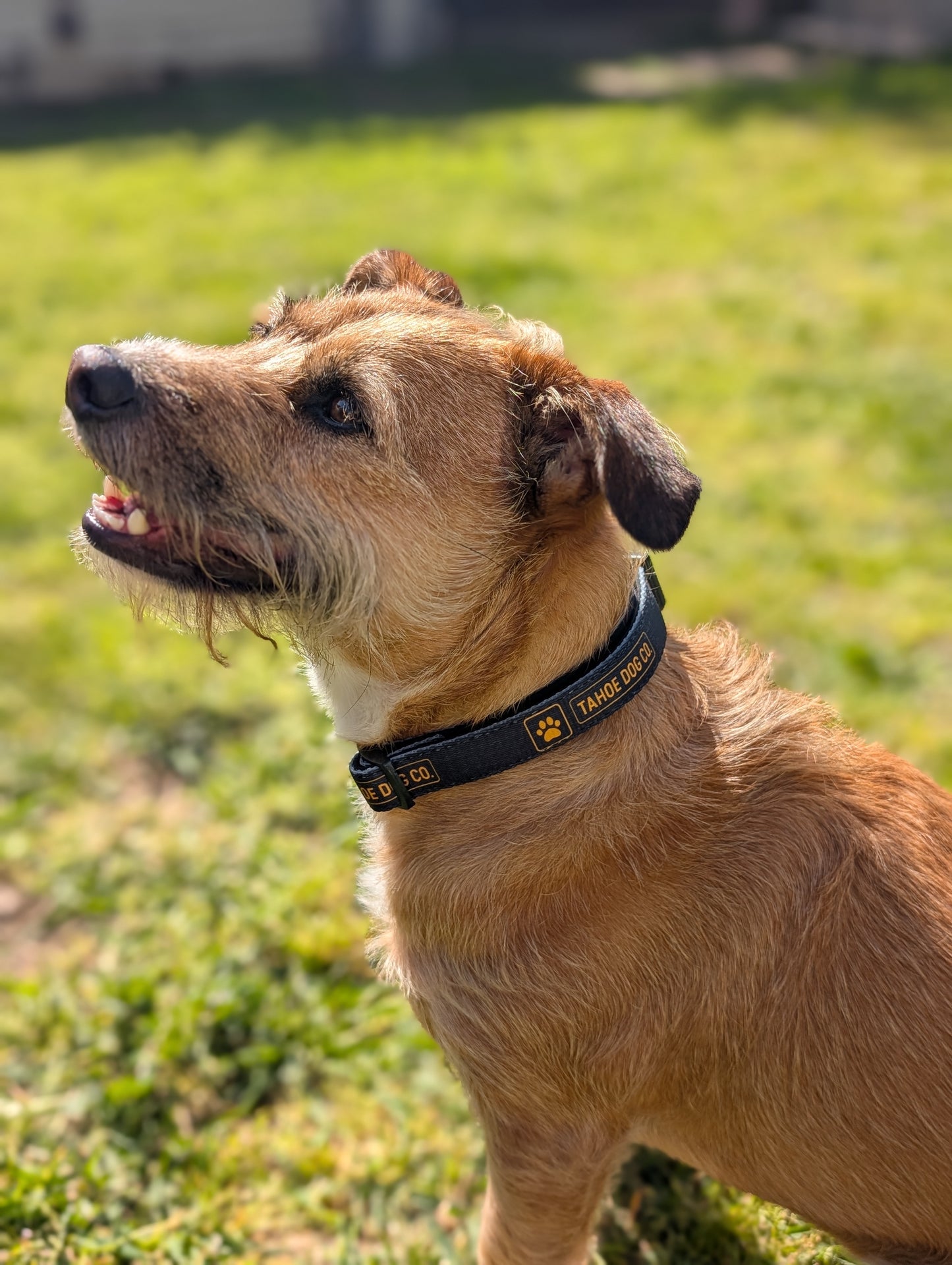 Tahoe Dog Co. Collar (in S, M, and L)