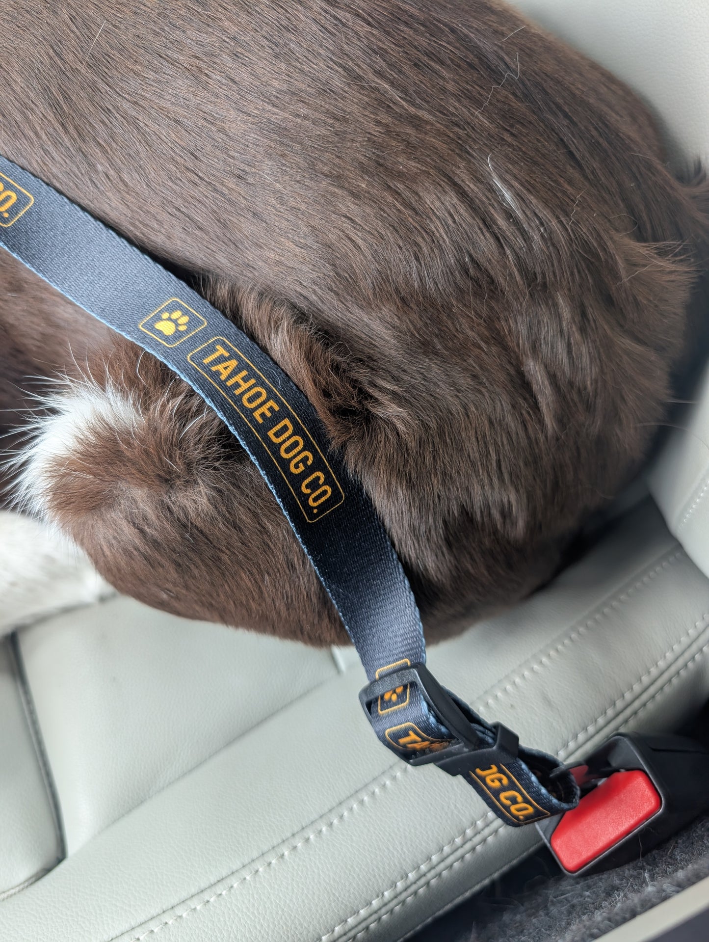 "The Seatbelt" Dog Car Leash
